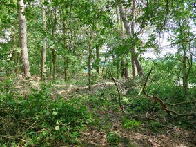 Rodung am Weingarten (Foto: Karl-Franz Thiede)